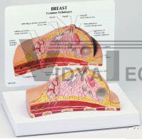 Breast Cross-Sect​ion Anatomical Model